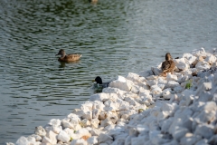 web-211020_dt_4493